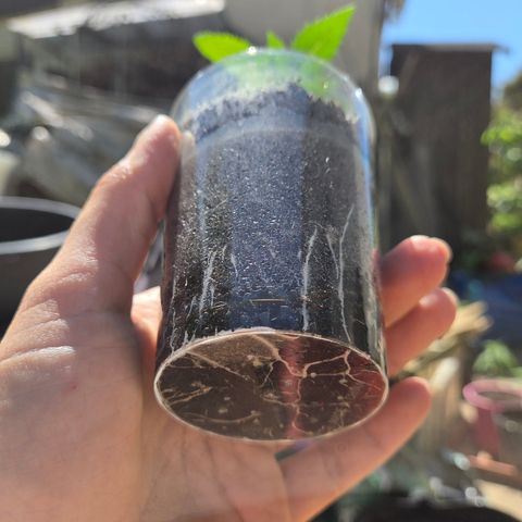 Sundae Driver 1, Photo, LST/HST growlog timeline photo