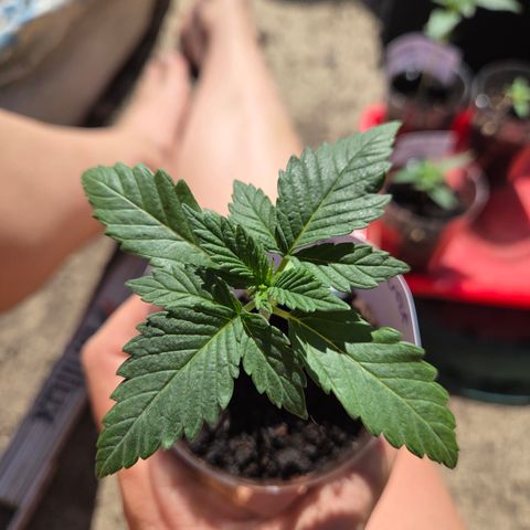 Sundae Driver 2, Photo LST  growlog timeline photo