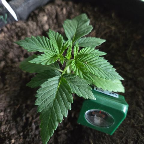 Sundae Driver 2, Photo LST  growlog timeline photo