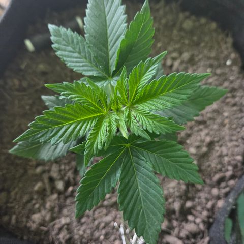 Sundae Driver 2, Photo LST  growlog timeline photo