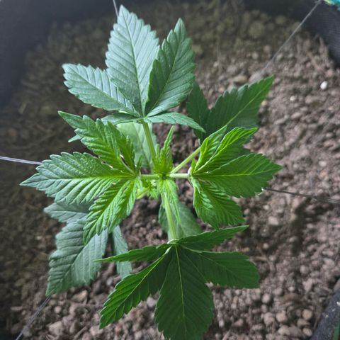 Sundae Driver 2, Photo LST  growlog timeline photo