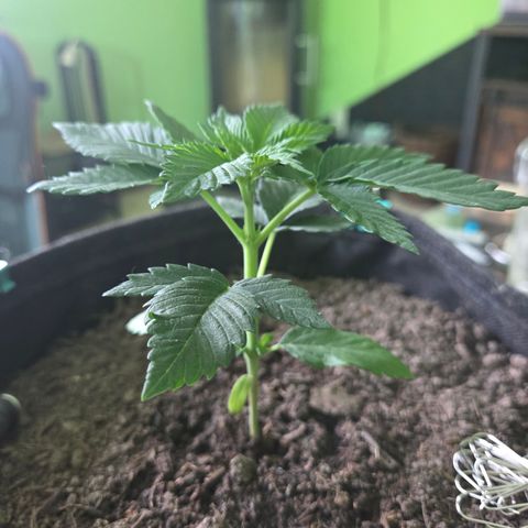 Sundae Driver 2, Photo LST  growlog timeline photo