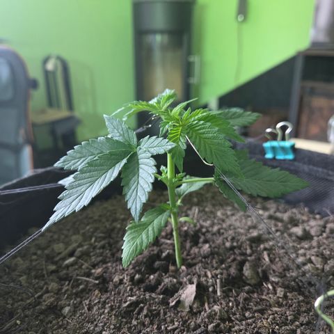 Sundae Driver 2, Photo LST  growlog timeline photo