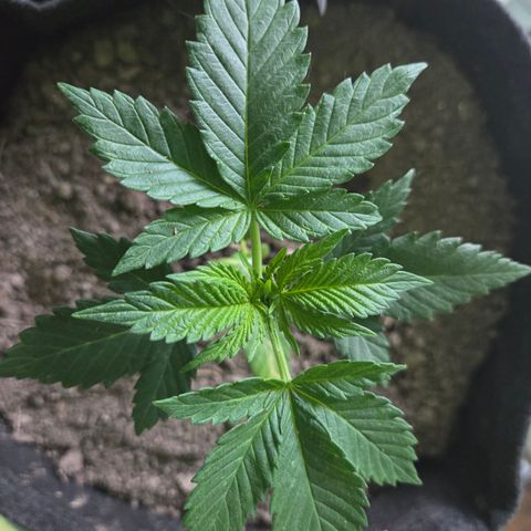Sundae Driver 1, Photo, LST/HST growlog timeline photo
