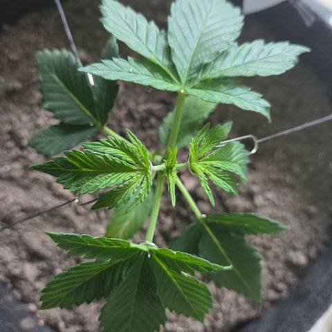 Sundae Driver 1, Photo, LST/HST growlog timeline photo