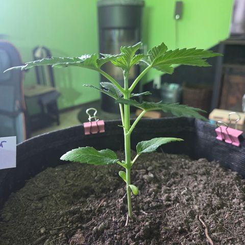 Sundae Driver 1, Photo, LST/HST growlog timeline photo