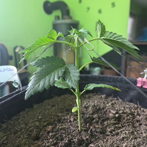Sundae Driver 1, Photo, LST/HST growlog timeline photo