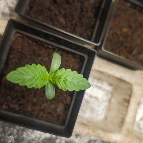 Special Queen #1 growlog timeline photo
