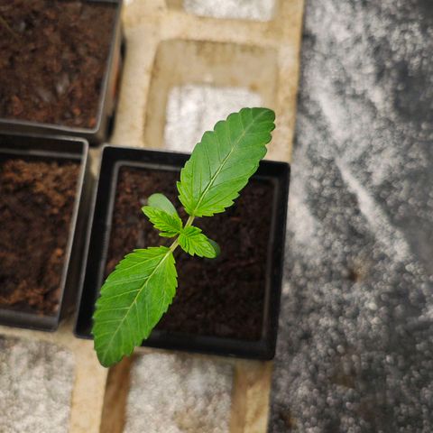 Special Queen #1 growlog timeline photo