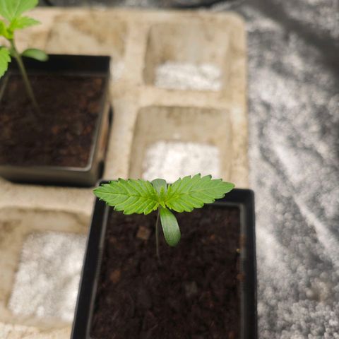 Cherry Pie growlog timeline photo