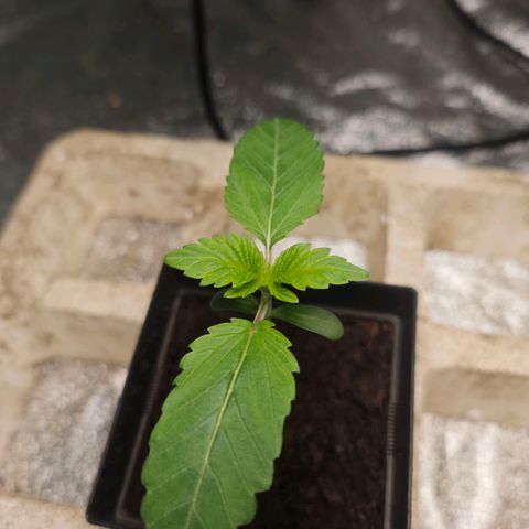 Special Queen #1 growlog timeline photo