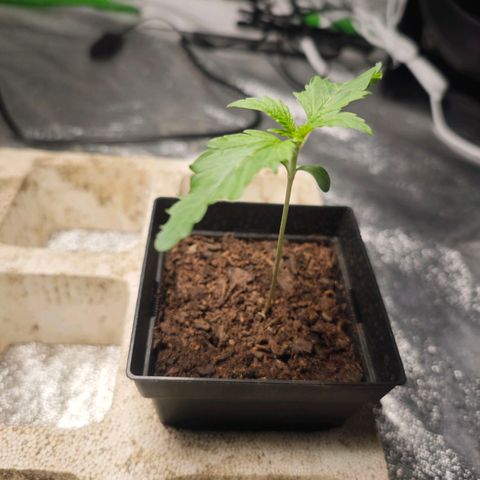 Cherry Pie growlog timeline photo
