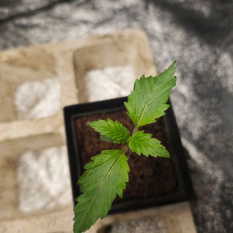 Cherry Pie growlog timeline photo