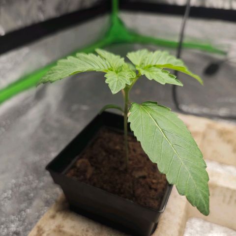 Special Queen #1 growlog timeline photo