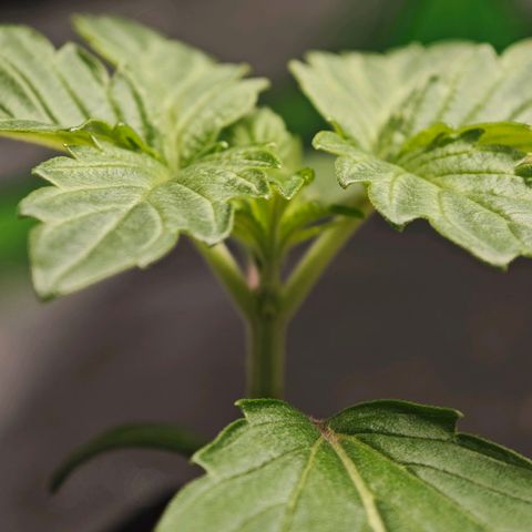 Special Queen #1 growlog timeline photo