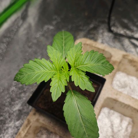 Special Queen #1 growlog timeline photo