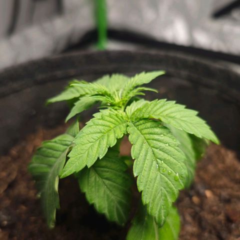Special Queen #1 growlog timeline photo