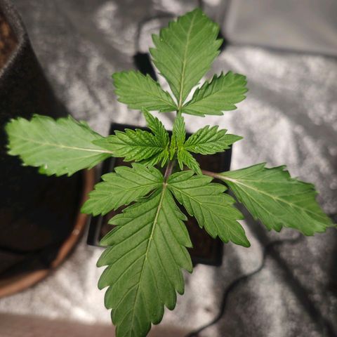 Cherry Pie growlog timeline photo