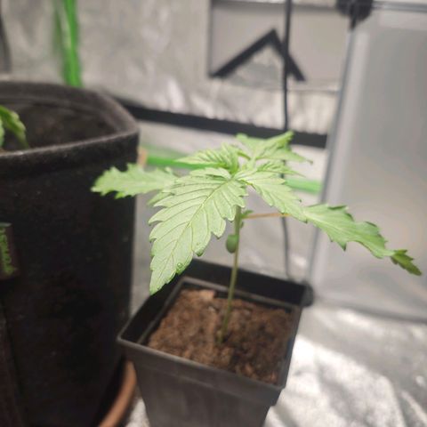 Cherry Pie growlog timeline photo