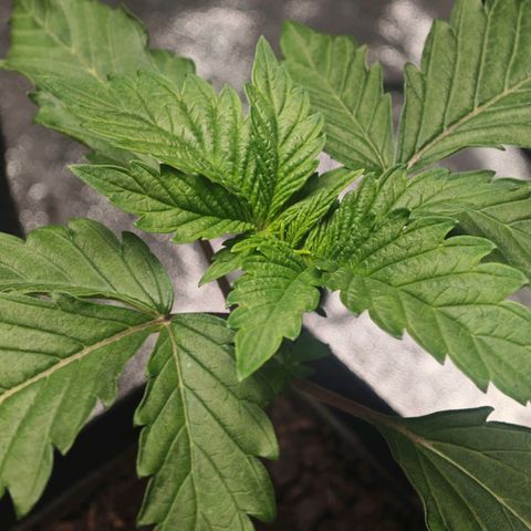 Cherry Pie growlog timeline photo