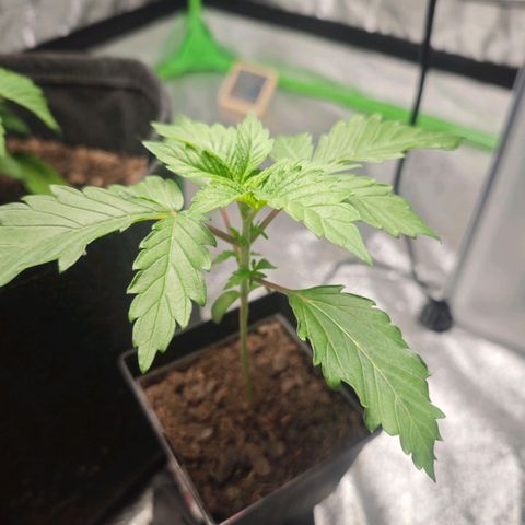 Cherry Pie growlog timeline photo
