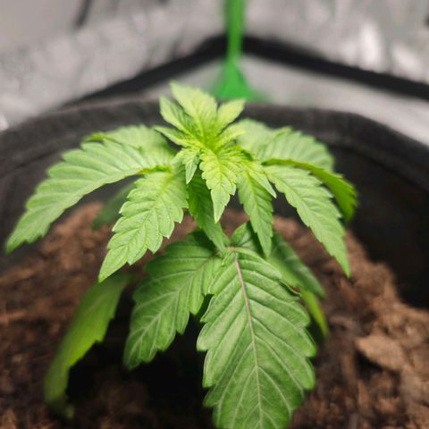 Special Queen #1 growlog timeline photo