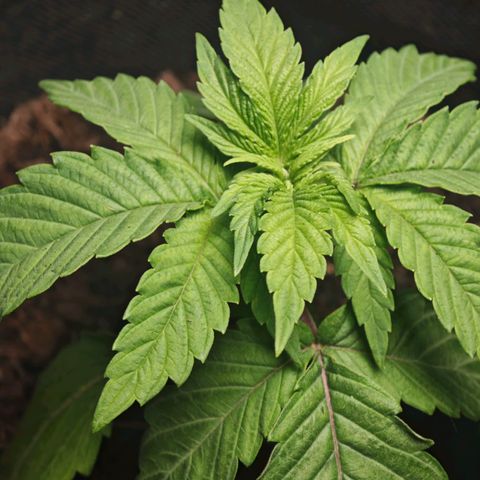 Special Queen #1 growlog timeline photo