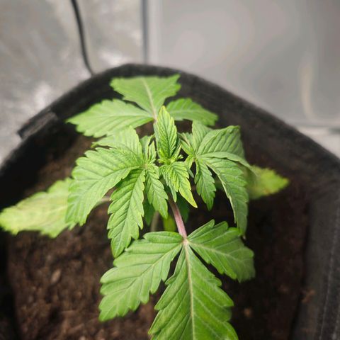 Cherry Pie growlog timeline photo