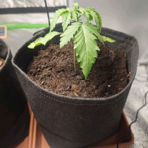 Cherry Pie growlog timeline photo