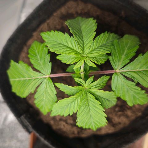 Cherry Pie growlog timeline photo