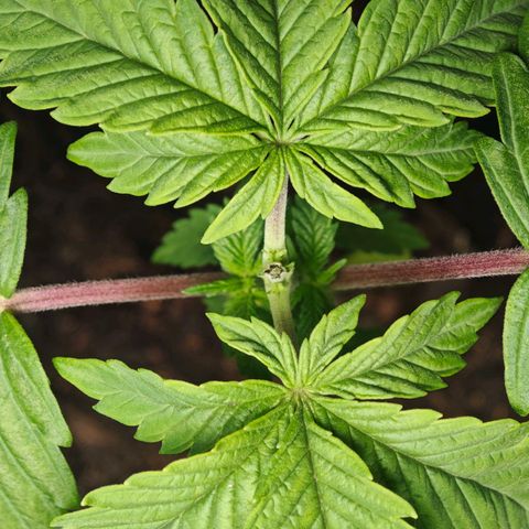 Cherry Pie growlog timeline photo
