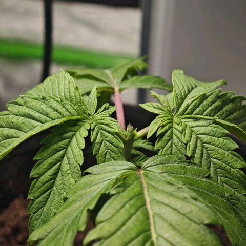 Cherry Pie growlog timeline photo