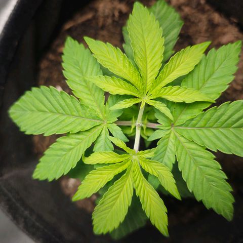 Special Queen #1 growlog timeline photo