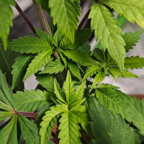 Cherry Pie growlog timeline photo