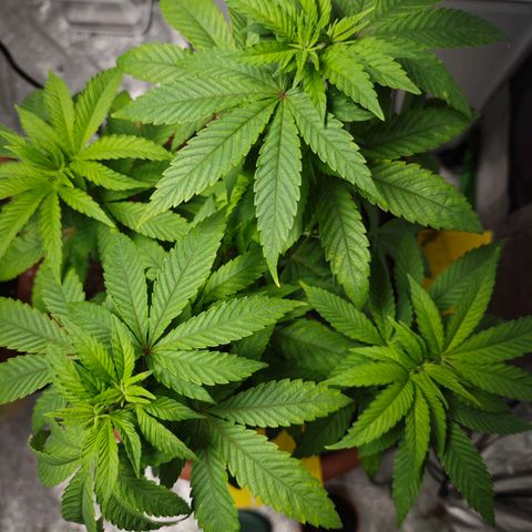 Special Queen #1 growlog timeline photo