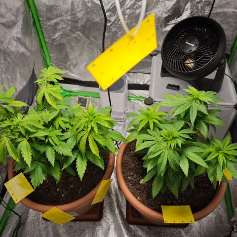 Special Queen #1 growlog timeline photo