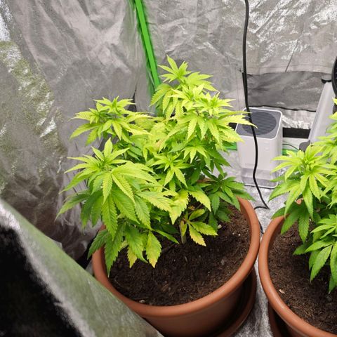 Cherry Pie growlog timeline photo