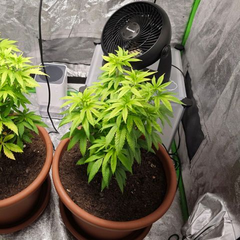 Special Queen #1 growlog timeline photo