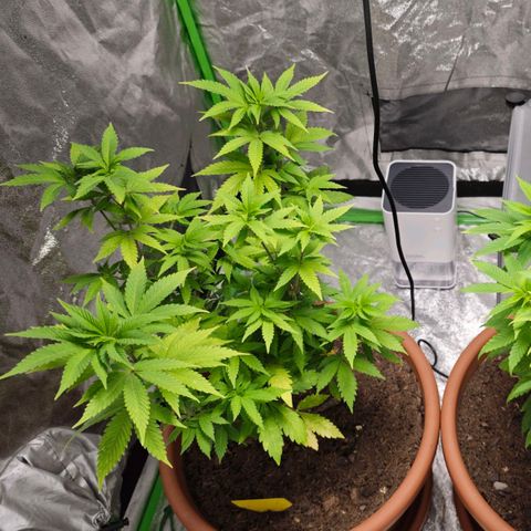 Cherry Pie growlog timeline photo