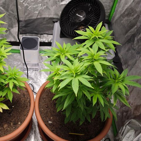 Special Queen #1 growlog timeline photo