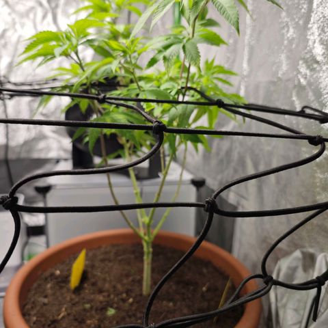 Special Queen #1 growlog timeline photo