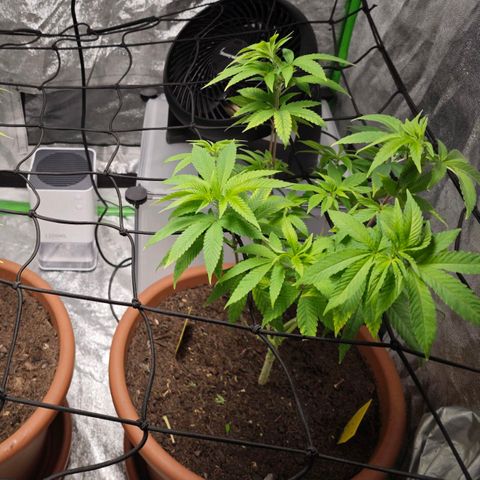 Special Queen #1 growlog timeline photo