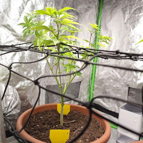 Cherry Pie growlog timeline photo