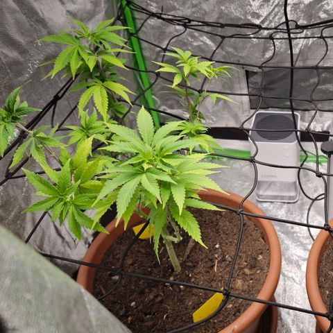 Cherry Pie growlog timeline photo