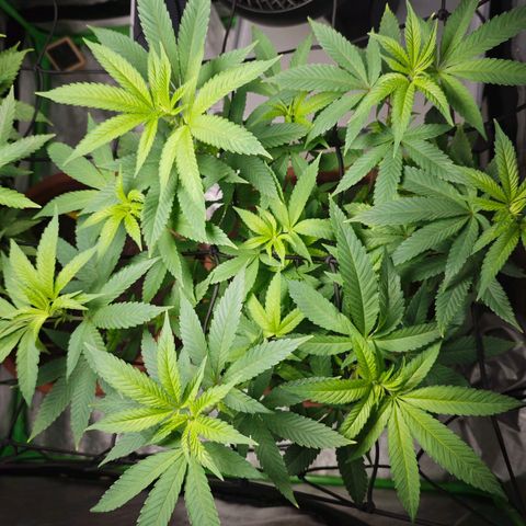 Special Queen #1 growlog timeline photo