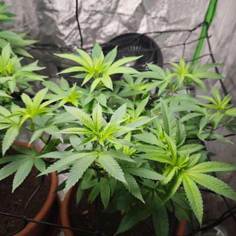 Special Queen #1 growlog timeline photo