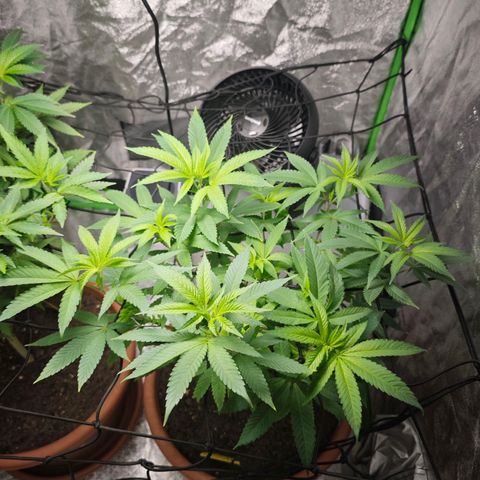 Special Queen #1 growlog timeline photo