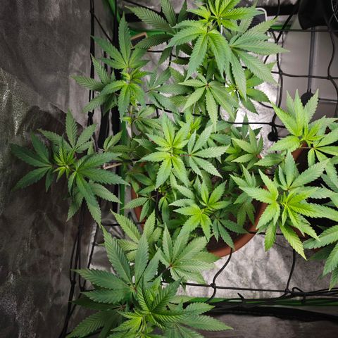 Cherry Pie growlog timeline photo