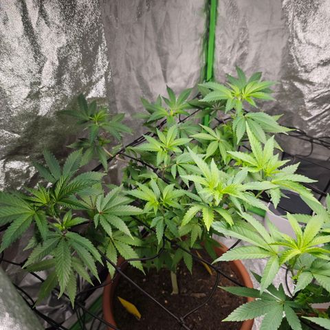 Cherry Pie growlog timeline photo