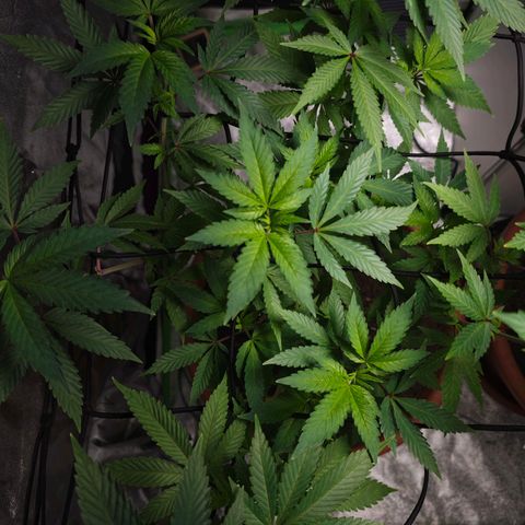 Cherry Pie growlog timeline photo